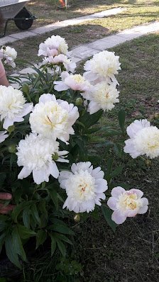 AF1QipPsPI5OD5DlUh3L0PVJM60SO-n-VkESMzvoR-XVw224-h398-k-no